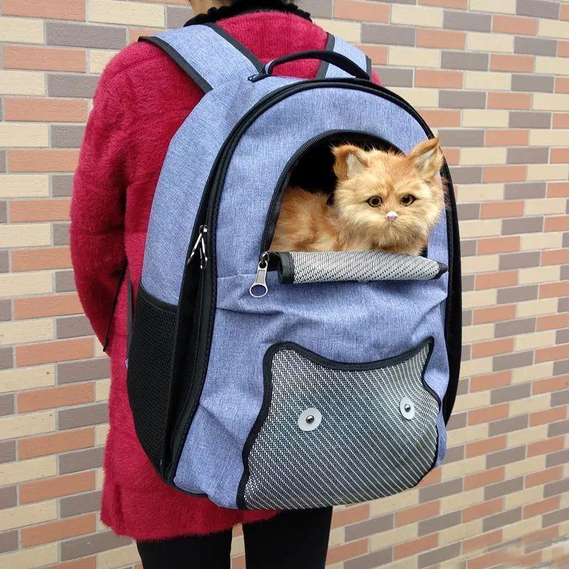 一猫两人三餐四季？养猫没那么简单(图8)