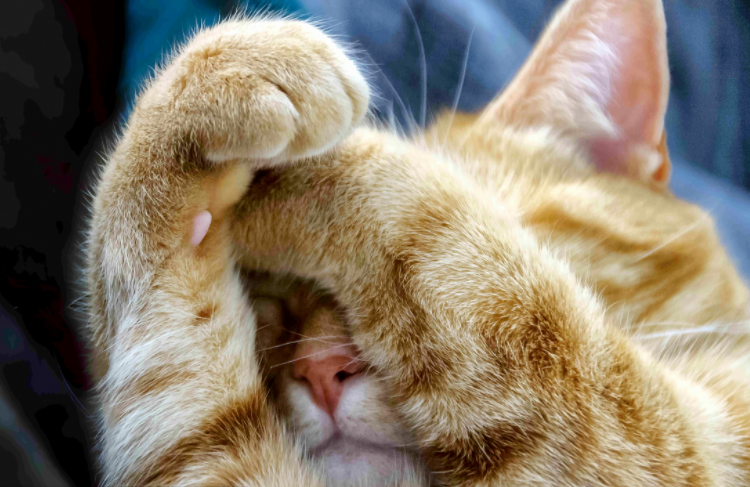 一猫两人三餐四季？养猫没那么简单(图1)