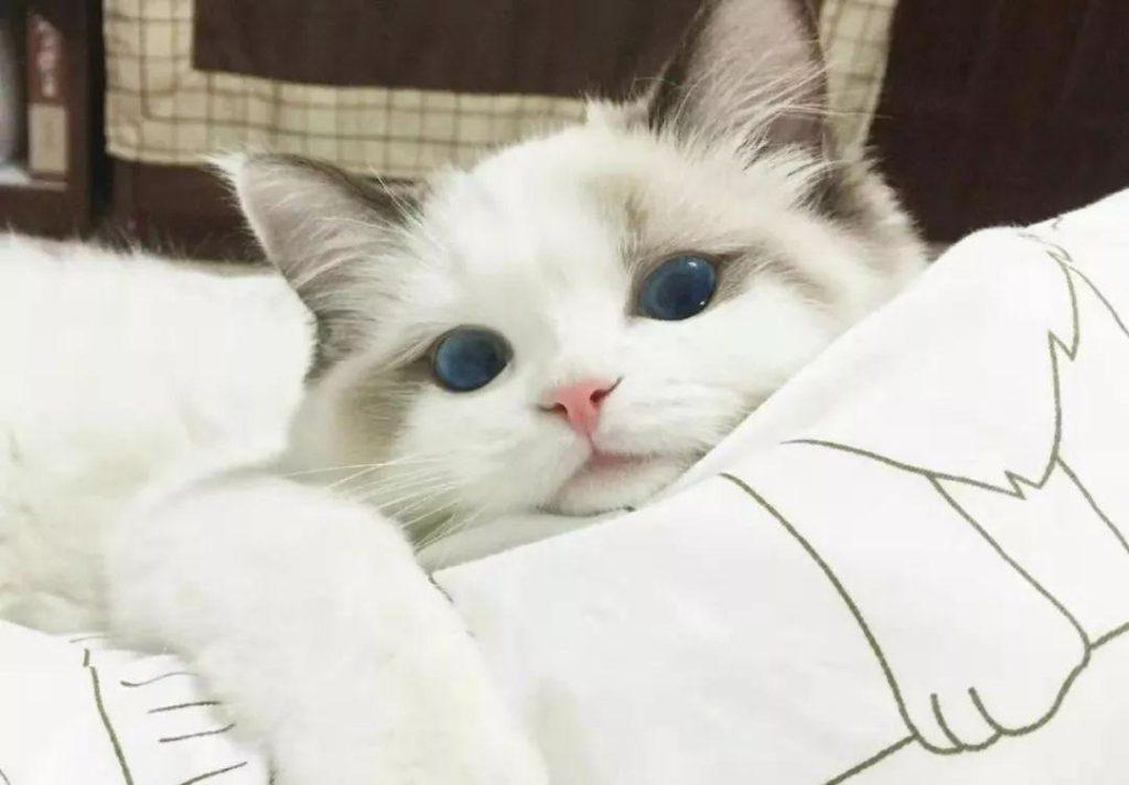 猫咪随处大小便，其实是铲屎官的错，有什么办法能解决？(图1)