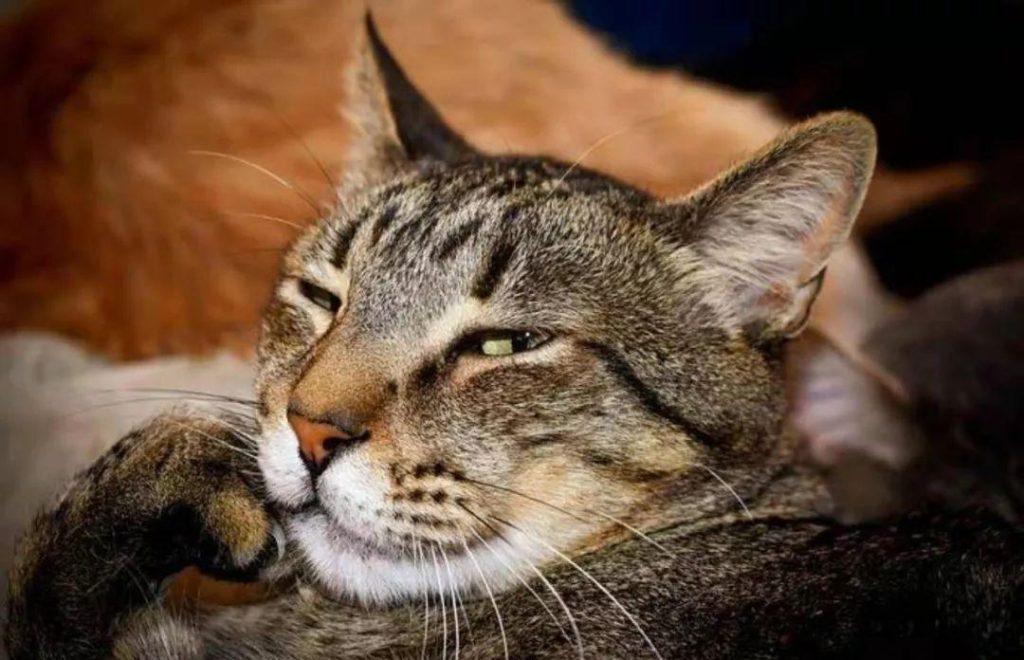 猫咪随处大小便，其实是铲屎官的错，有什么办法能解决？(图2)