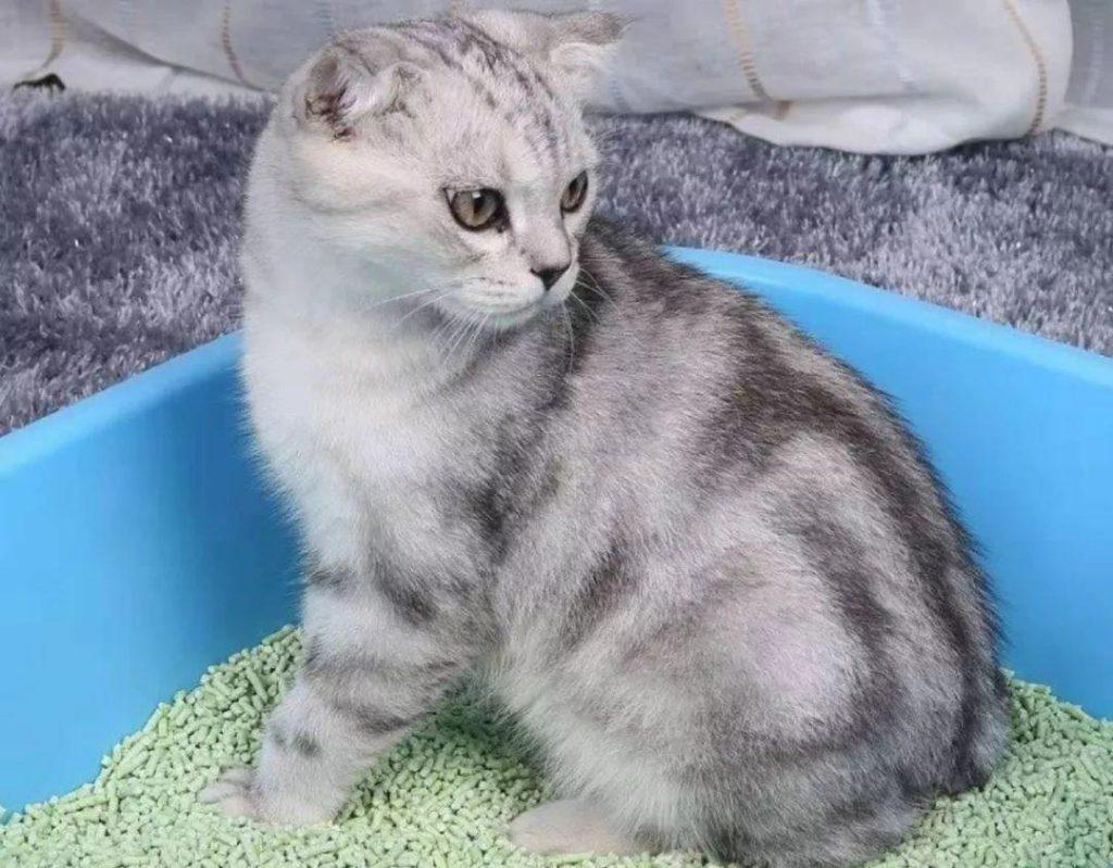 猫咪随处大小便，其实是铲屎官的错，有什么办法能解决？(图3)