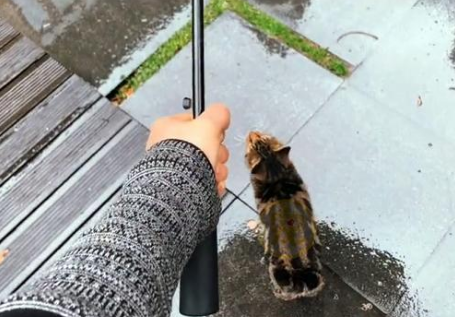 同伴被困空房子，流浪猫向人类求助，获救后它竟主动让出食物(图2)