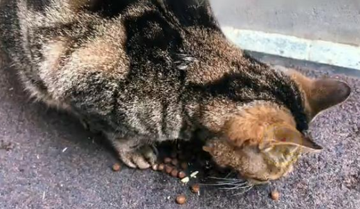 同伴被困空房子，流浪猫向人类求助，获救后它竟主动让出食物(图3)