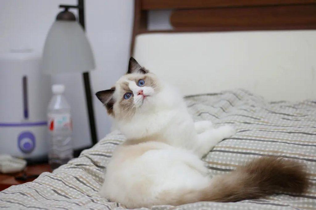 布偶猫眼睛是什么颜色?布偶猫眼睛色度表是什么样的?(图3)