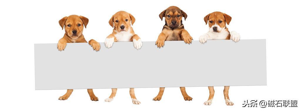 猫咪肚子疼为什么要做尿液分析检查？检查前有什么注意事项？(图4)