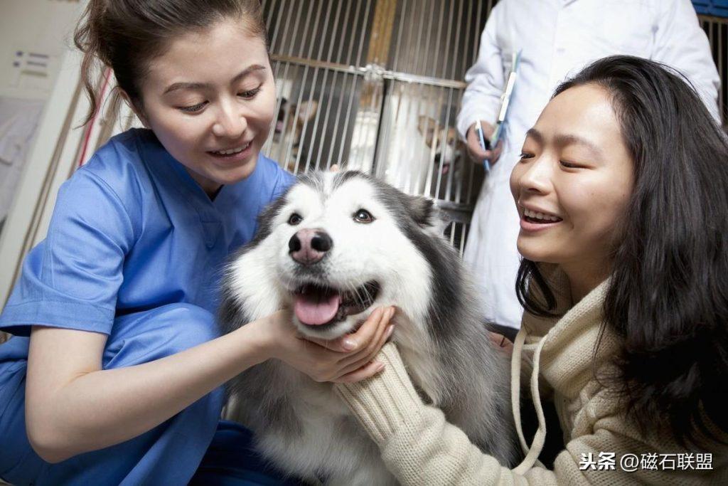 猫咪肚子疼为什么要做尿液分析检查？检查前有什么注意事项？(图7)