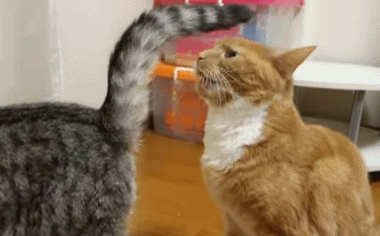 猫咪肚子疼为什么要做尿液分析检查？检查前有什么注意事项？(图8)