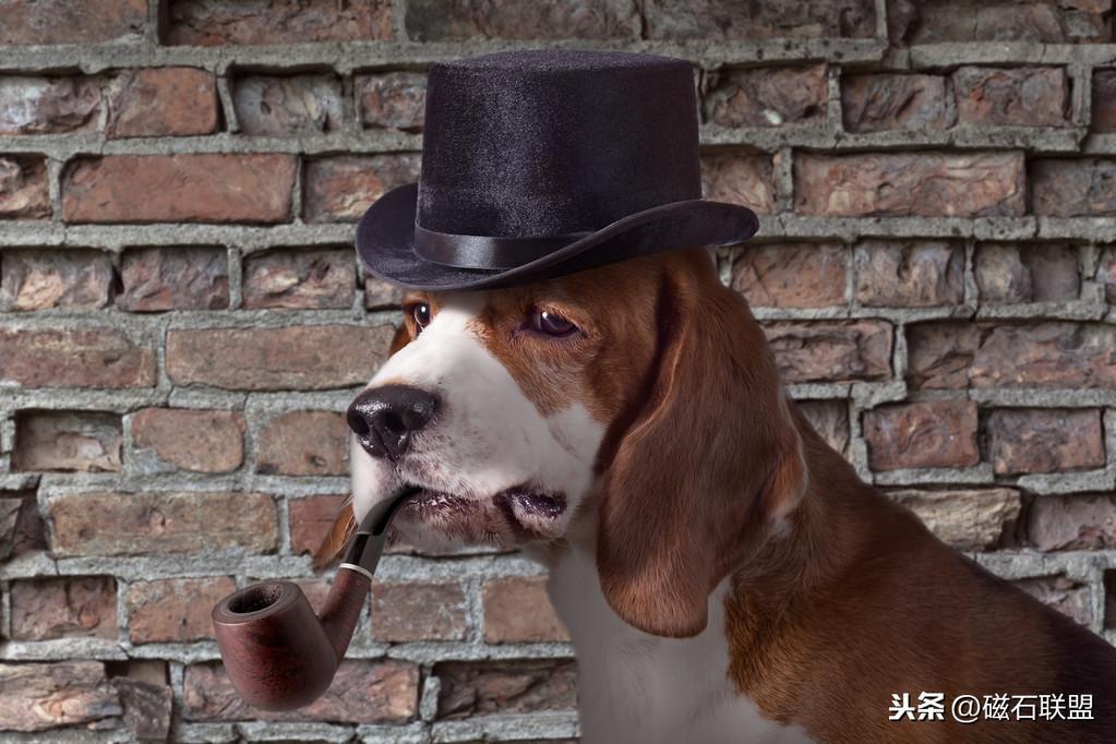 猫咪肚子疼为什么要做尿液分析检查？检查前有什么注意事项？(图17)