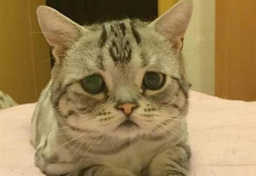 麻麻故意用面包逗弄猫咪，小猫气得直跺脚：你就是个大骗纸！(图1)