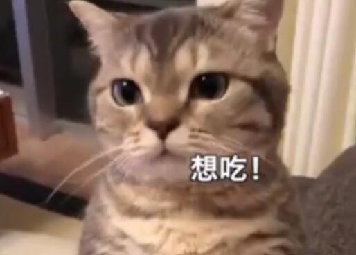 麻麻故意用面包逗弄猫咪，小猫气得直跺脚：你就是个大骗纸！(图2)