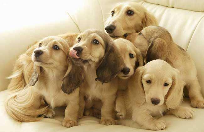 金毛犬吃什么狗粮好?(金毛一般吃什么?)(图1)