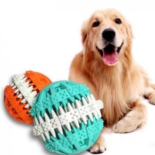 金毛犬吃什么狗粮好?(金毛一般吃什么?)(图5)