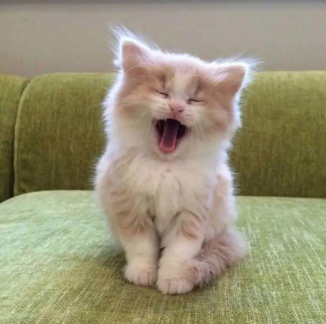 如何喂食幼猫？饲养幼猫我们要注意什么？(图1)