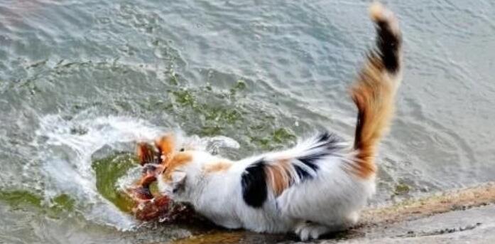 女子捡到一只小猫，长大后总是叼鱼回家，跟踪小猫，无奈选择报警(图1)