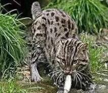 女子捡到一只小猫，长大后总是叼鱼回家，跟踪小猫，无奈选择报警(图2)