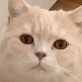 猫咪半夜总爱叫，是生病，还是另有其源？猫咪半夜叫的原因(图1)