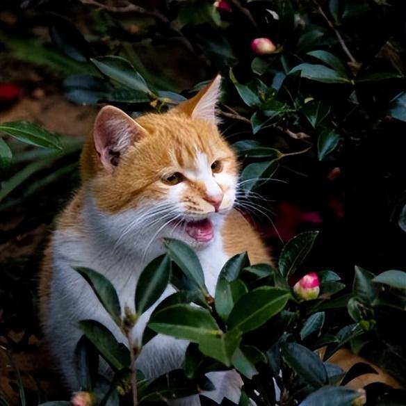 猫咪半夜总爱叫，是生病，还是另有其源？猫咪半夜叫的原因(图3)