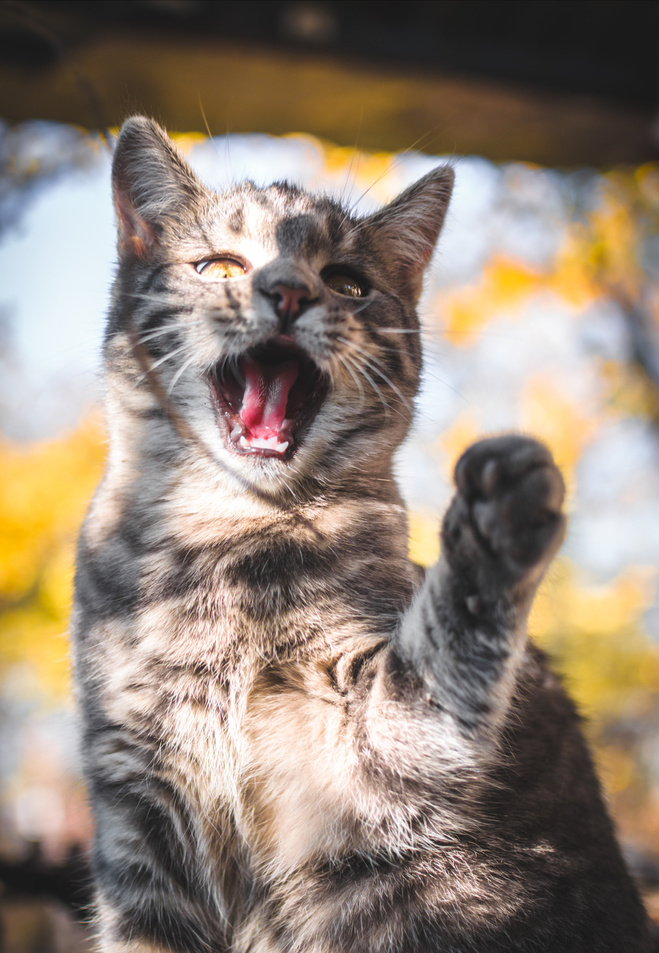 猫咪半夜总爱叫，是生病，还是另有其源？猫咪半夜叫的原因(图4)