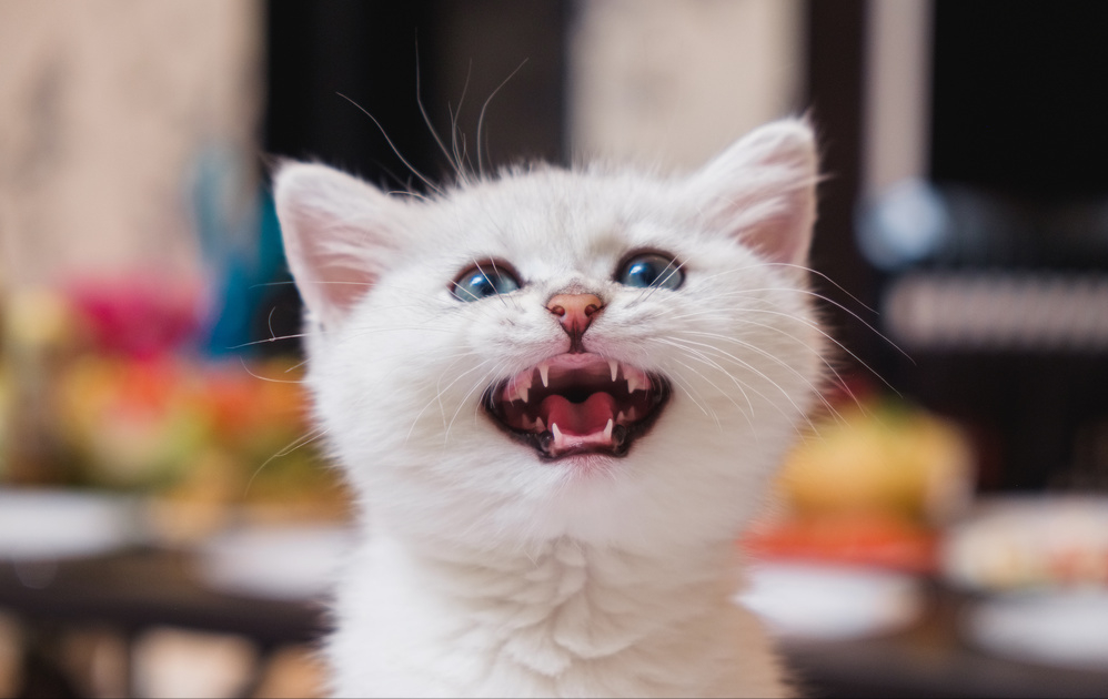 猫咪半夜总爱叫，是生病，还是另有其源？猫咪半夜叫的原因(图6)