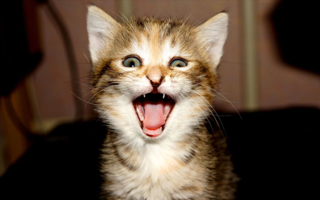 猫咪半夜总爱叫，是生病，还是另有其源？猫咪半夜叫的原因(图8)