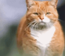 猫咪半夜总爱叫，是生病，还是另有其源？猫咪半夜叫的原因(图9)