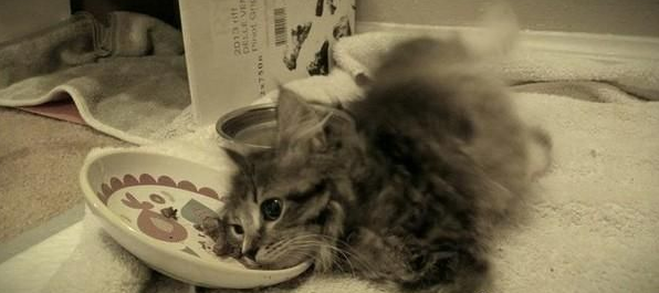 小猫天生缺少2腿趴着吃饭 爆红网络拥10万粉丝(图1)