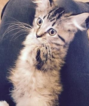 小猫天生缺少2腿趴着吃饭 爆红网络拥10万粉丝(图2)