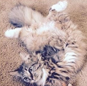 小猫天生缺少2腿趴着吃饭 爆红网络拥10万粉丝(图3)