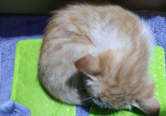 小猫被领养人抛弃, 消失6个月后被找到, 家里的猫却有了甜蜜心事(图2)