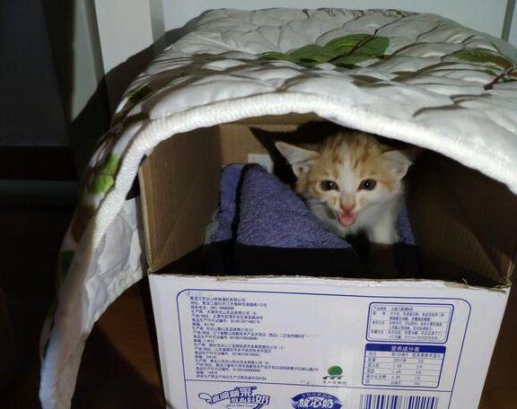 小猫被领养人抛弃, 消失6个月后被找到, 家里的猫却有了甜蜜心事(图1)