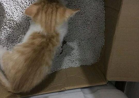 小猫被领养人抛弃, 消失6个月后被找到, 家里的猫却有了甜蜜心事(图3)