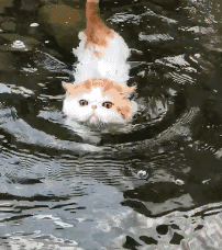 猫咪不爱洗澡的程度有多深？铲屎官如何正确给猫咪洗澡呢？(图1)