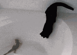 猫咪不爱洗澡的程度有多深？铲屎官如何正确给猫咪洗澡呢？(图2)