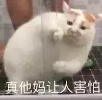 猫咪不爱洗澡的程度有多深？铲屎官如何正确给猫咪洗澡呢？(图11)