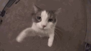 猫咪不爱洗澡的程度有多深？铲屎官如何正确给猫咪洗澡呢？(图12)