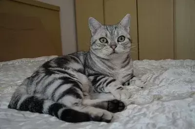 猫咪为何变胆小？怎样锻炼胆子？主动给猫咪亲近的机会(图2)