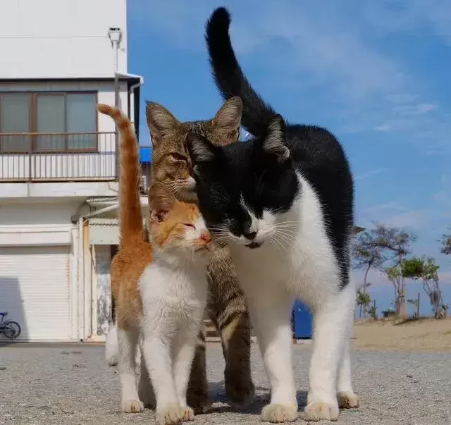 猫咪为何变胆小？怎样锻炼胆子？主动给猫咪亲近的机会(图1)