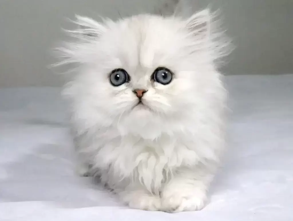 猫咪为何变胆小？怎样锻炼胆子？主动给猫咪亲近的机会(图4)