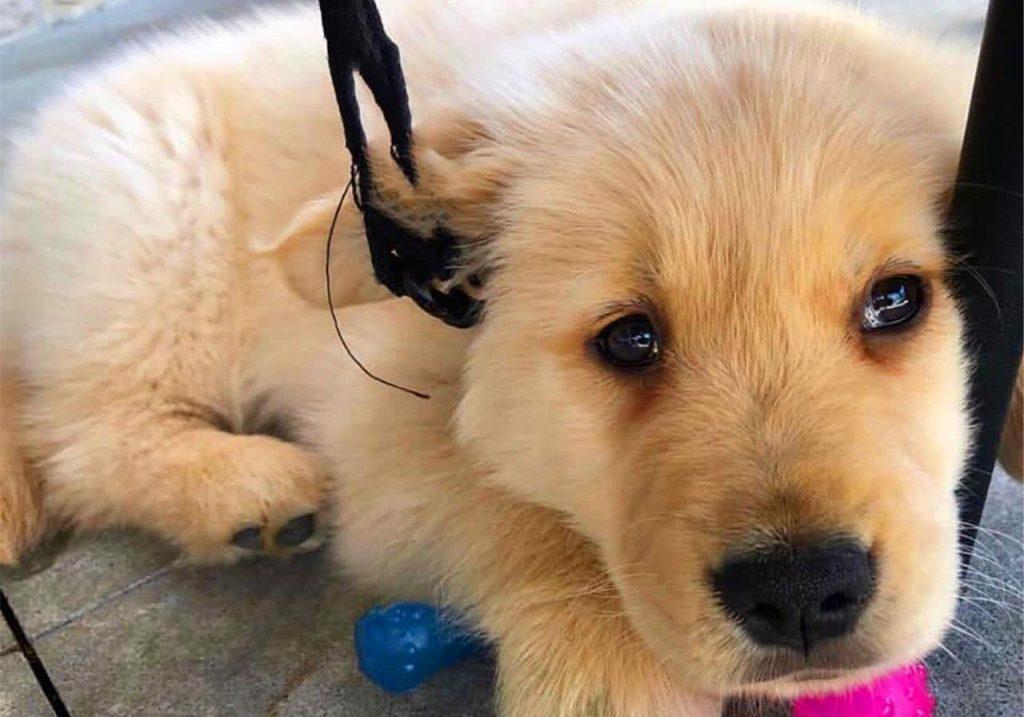 狗狗接种的疫苗一定有效？营养不足会影响结果，不能完全预防患病（狗打得疫苗能维持多久）(图1)