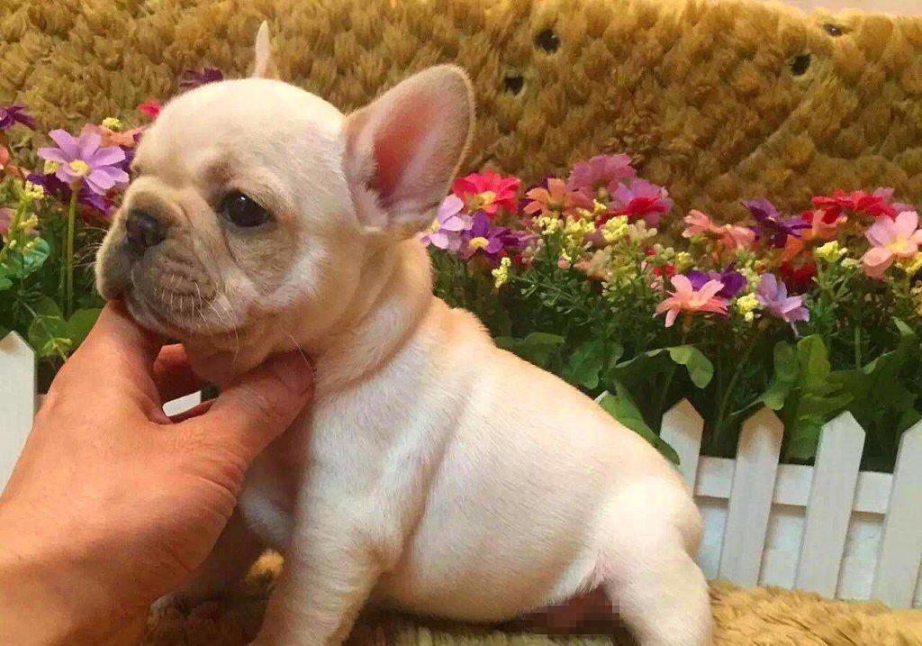 狗狗接种的疫苗一定有效？营养不足会影响结果，不能完全预防患病（狗打得疫苗能维持多久）(图3)