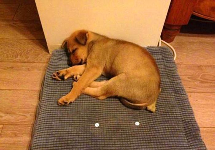 狗狗接种的疫苗一定有效？营养不足会影响结果，不能完全预防患病（狗打得疫苗能维持多久）(图4)