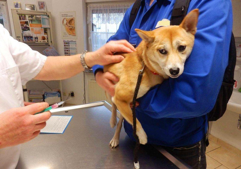 狗狗接种的疫苗一定有效？营养不足会影响结果，不能完全预防患病（狗打得疫苗能维持多久）(图5)