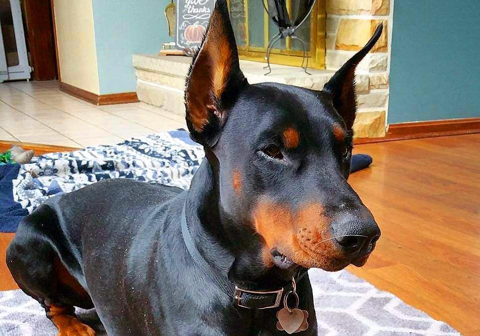 狗狗接种的疫苗一定有效？营养不足会影响结果，不能完全预防患病（狗打得疫苗能维持多久）(图6)