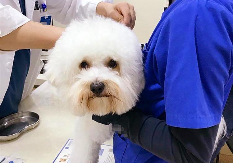 狗狗接种的疫苗一定有效？营养不足会影响结果，不能完全预防患病（狗打得疫苗能维持多久）(图7)