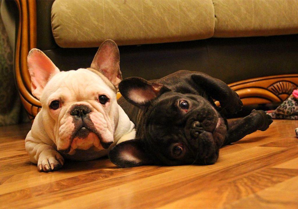 狗狗接种的疫苗一定有效？营养不足会影响结果，不能完全预防患病（狗打得疫苗能维持多久）(图8)