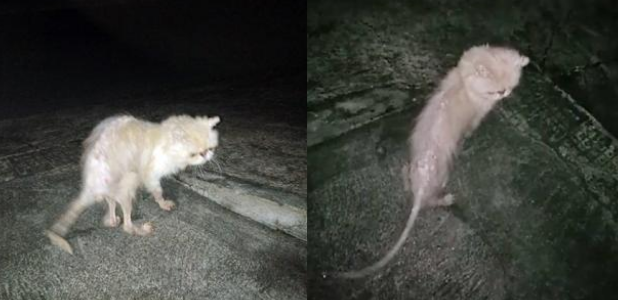 心酸！女士下班路上偶遇大耗子，仔细一看竟是只骨瘦如柴的加菲猫(图2)