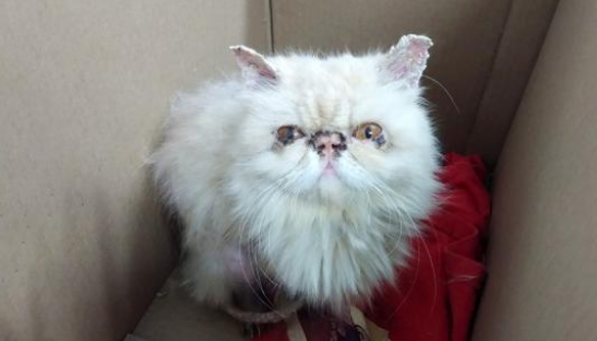 心酸！女士下班路上偶遇大耗子，仔细一看竟是只骨瘦如柴的加菲猫(图3)