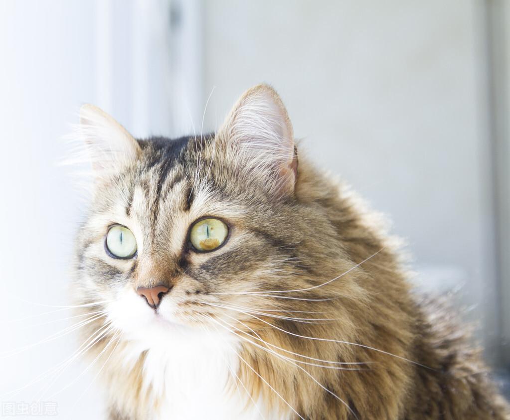 2个月幼猫吃什么？2个月幼猫怎么喂奶粉？(图3)