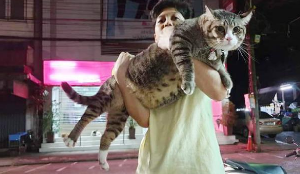 猫咪胖成猪，铲屎官让猫咪吃素，猫咪竟吃得很开心(图2)