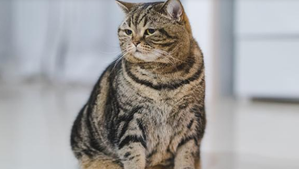 猫咪胖成猪，铲屎官让猫咪吃素，猫咪竟吃得很开心(图1)